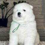 Vasco-male-Samoyed-puppy-for-sale- (6)