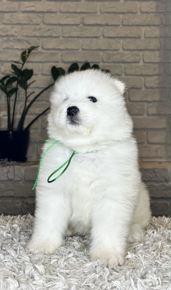 Vasco Samoyed Vasco Samoyed