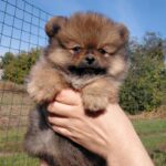 Velmont-male-Pomeranian puppy-for-sale- (1)