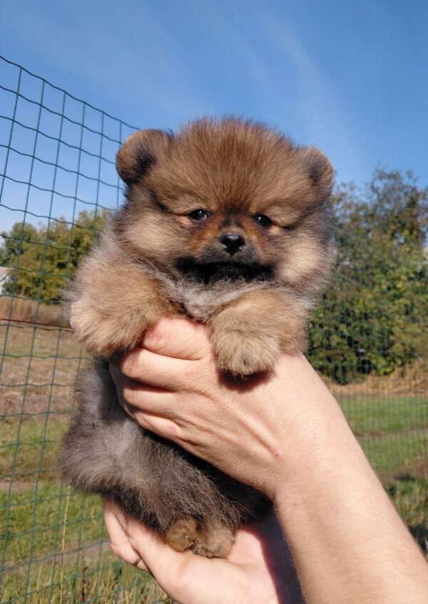 Velmont Pomeranian Velmont Pomeranian