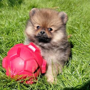 Velmont Pomeranian Velmont Pomeranian
