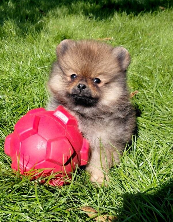 Velmont Pomeranian Velmont Pomeranian