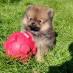 Velmont-male-Pomeranian puppy-for-sale- (3)