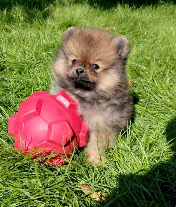 Velmont Pomeranian Velmont Pomeranian