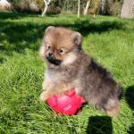 Velmont-male-Pomeranian puppy-for-sale- (4)