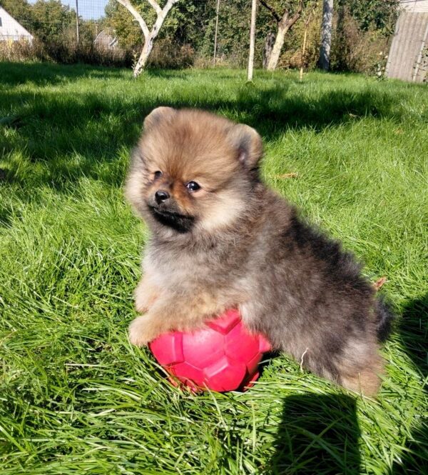 Velmont Pomeranian Velmont Pomeranian