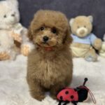 Venera-female-toy-poodle-puppy-for-sale-1 (1)