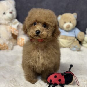 Venera Toy Poodle Venera Toy Poodle