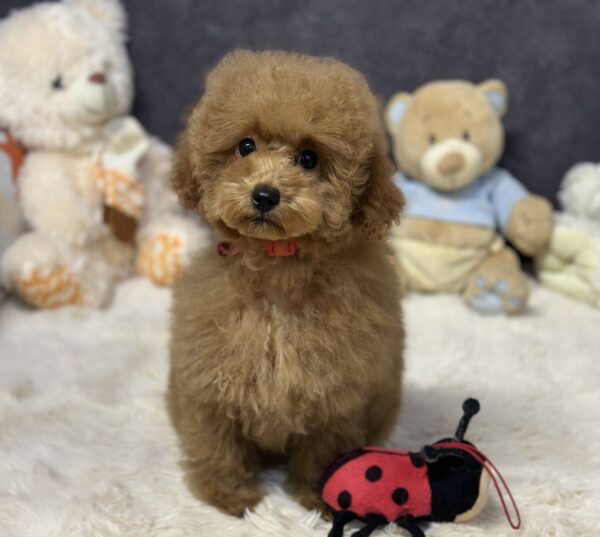Venera Toy Poodle Venera Toy Poodle