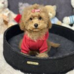 Venera-female-toy-poodle-puppy-for-sale-1 (2)
