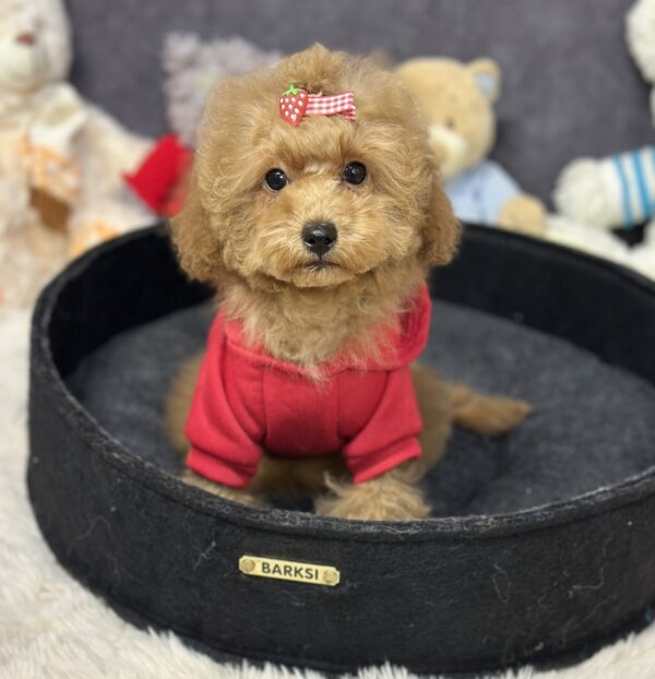 Venera Toy Poodle Venera Toy Poodle