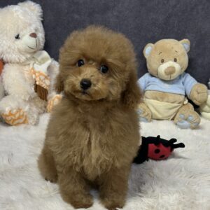 Venera Toy Poodle Venera Toy Poodle