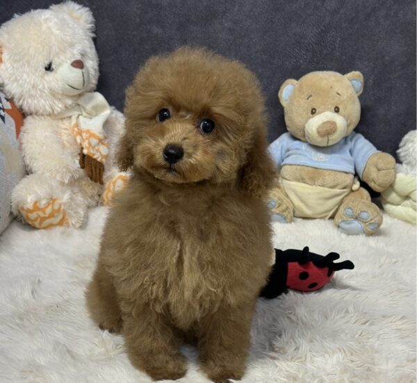 Venera Toy Poodle Venera Toy Poodle