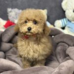 Venera-female-toy-poodle-puppy-for-sale-1 (4)