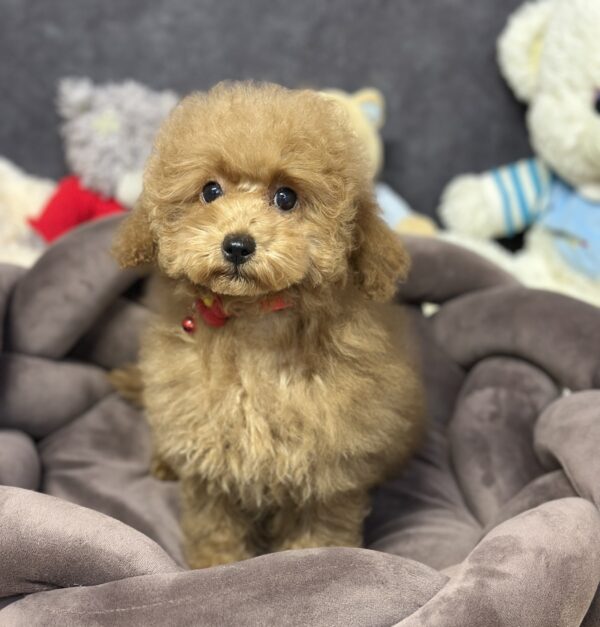 Venera Toy Poodle Venera Toy Poodle