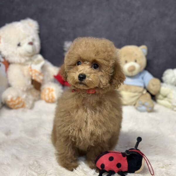 Venera Toy Poodle Venera Toy Poodle