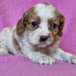 Venta-female-Cavalier-King-Charles-Spaniel-puppy-for-sale-1 (1)