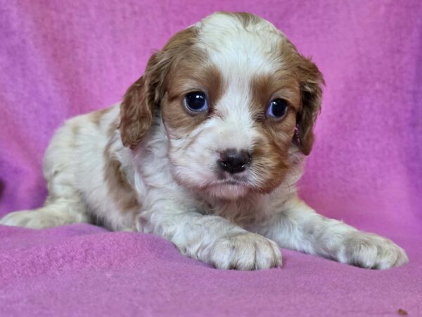 Venta Cavalier King Charles Spaniel Venta Cavalier King Charles Spaniel