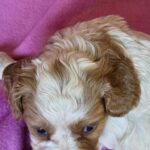 Venta-female-Cavalier-King-Charles-Spaniel-puppy-for-sale-1 (2)
