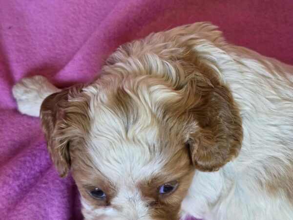 Venta Cavalier King Charles Spaniel Venta Cavalier King Charles Spaniel