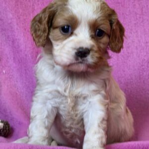 Venta Cavalier King Charles Spaniel Venta Cavalier King Charles Spaniel