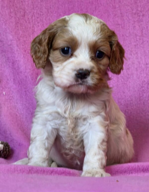 Venta Cavalier King Charles Spaniel Venta Cavalier King Charles Spaniel