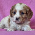 Venta-female-Cavalier-King-Charles-Spaniel-puppy-for-sale-1 (4)