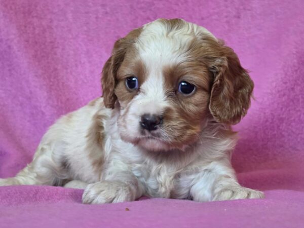 Venta Cavalier King Charles Spaniel Venta Cavalier King Charles Spaniel