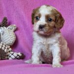 Venta-female-Cavalier-King-Charles-Spaniel-puppy-for-sale-1 (5)