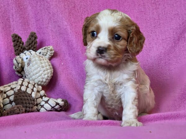 Venta Cavalier King Charles Spaniel Venta Cavalier King Charles Spaniel