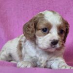 Venta-female-Cavalier-King-Charles-Spaniel-puppy-for-sale-1 (6)