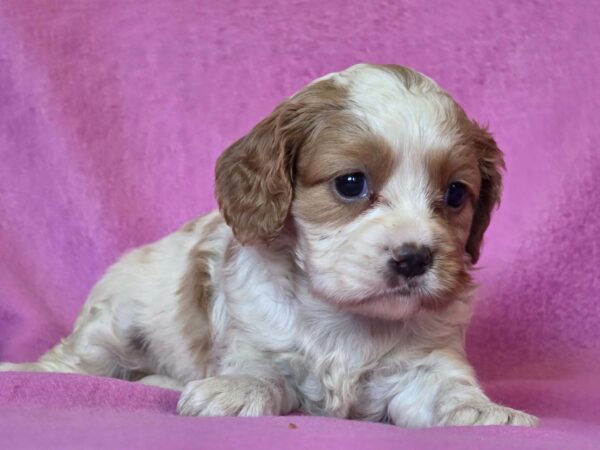 Venta Cavalier King Charles Spaniel Venta Cavalier King Charles Spaniel