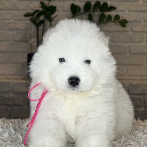 Verona Samoyed Verona Samoyed