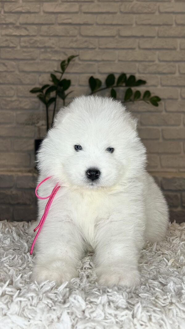 Verona Samoyed Verona Samoyed