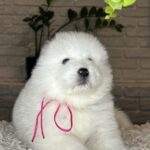 Verona-female-Samoyed-puppy-for-sale- (2)