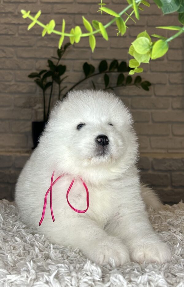Verona Samoyed Verona Samoyed