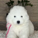 Verona-female-Samoyed-puppy-for-sale- (3)