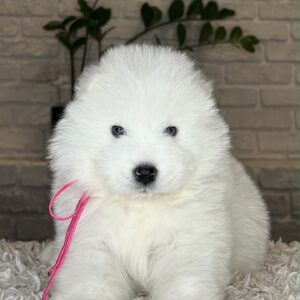 Verona Samoyed Verona Samoyed