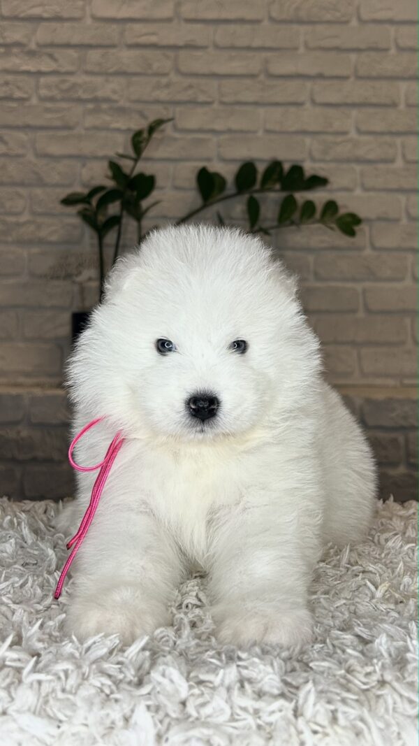 Verona Samoyed Verona Samoyed