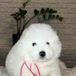 Verona-female-Samoyed-puppy-for-sale- (4)