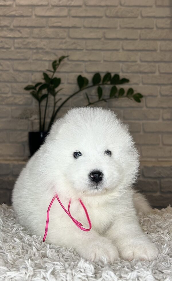 Verona Samoyed Verona Samoyed
