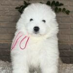 Verona-female-Samoyed-puppy-for-sale- (5)