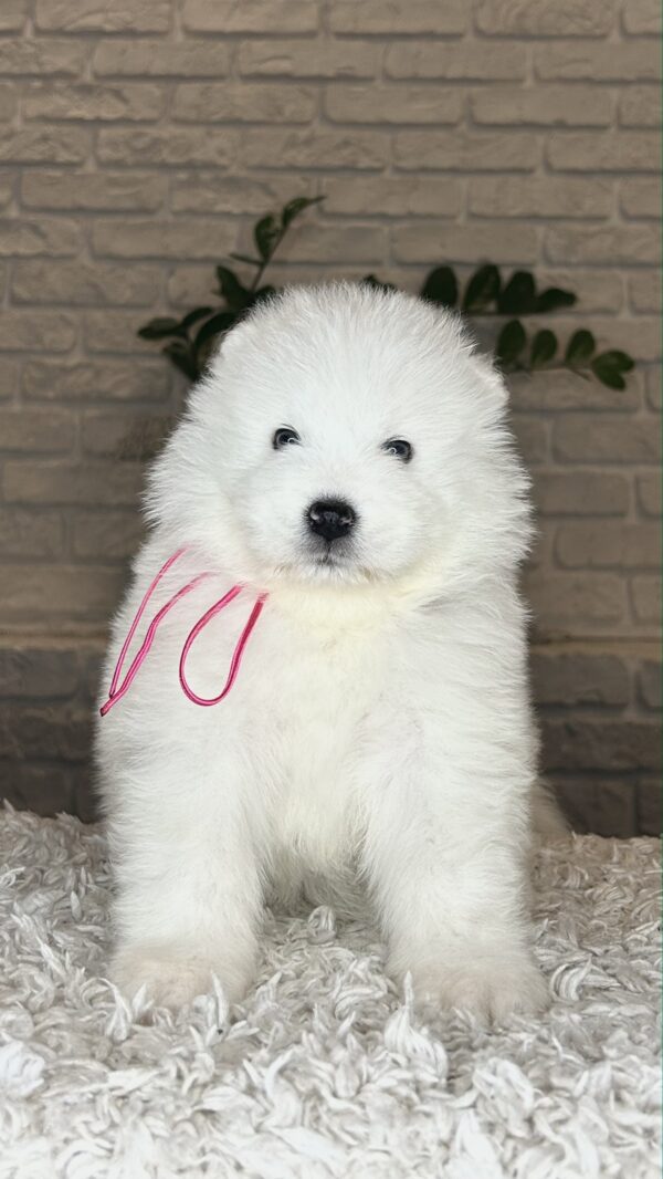 Verona Samoyed Verona Samoyed