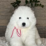 Verona-female-Samoyed-puppy-for-sale- (6)