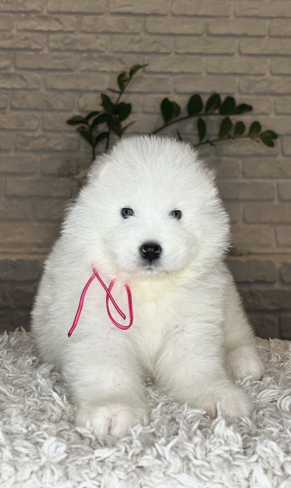 Verona Samoyed Verona Samoyed