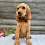 Vesper-male-English-Cocker-Spaniel-puppy-for-sale- (1)