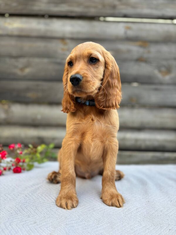 Vesper English Cocker Spaniel Vesper English Cocker Spaniel