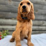 Vesper-male-English-Cocker-Spaniel-puppy-for-sale- (2)