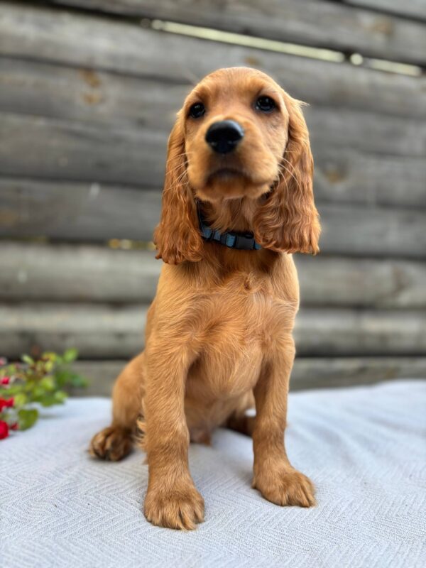 Vesper English Cocker Spaniel Vesper English Cocker Spaniel