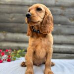 Vesper-male-English-Cocker-Spaniel-puppy-for-sale- (3)